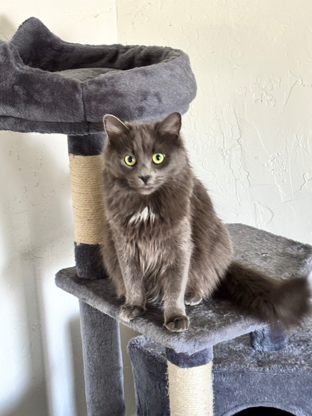 Hex and Tigger’s Towering Triumph: A Purr-fect Review of the Yaheetech Multi-Level Cat Tree!