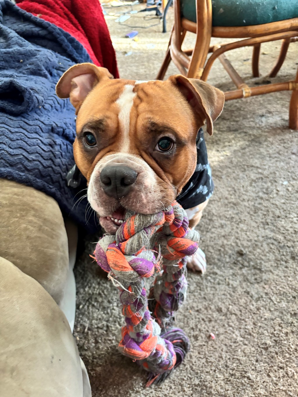 Sophie’s Toy Tales: Reviewing the Mammoth Flossy Chews 4-Knot Rope Toy!